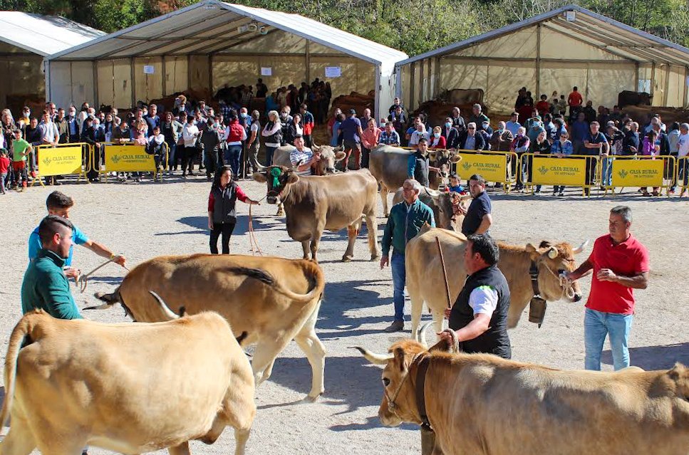 Feria ganadera de Santa Teresa: las mejores reses se dan cita en Piloña