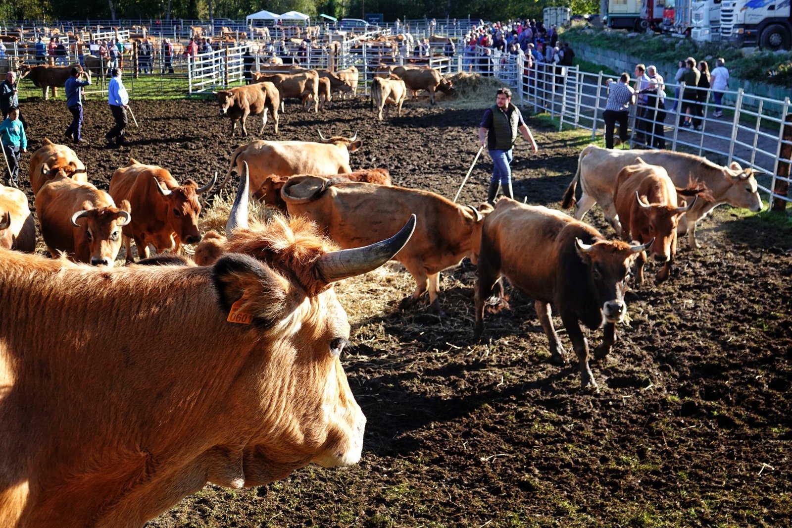 La feria de Santa Teresa sigue creciendo