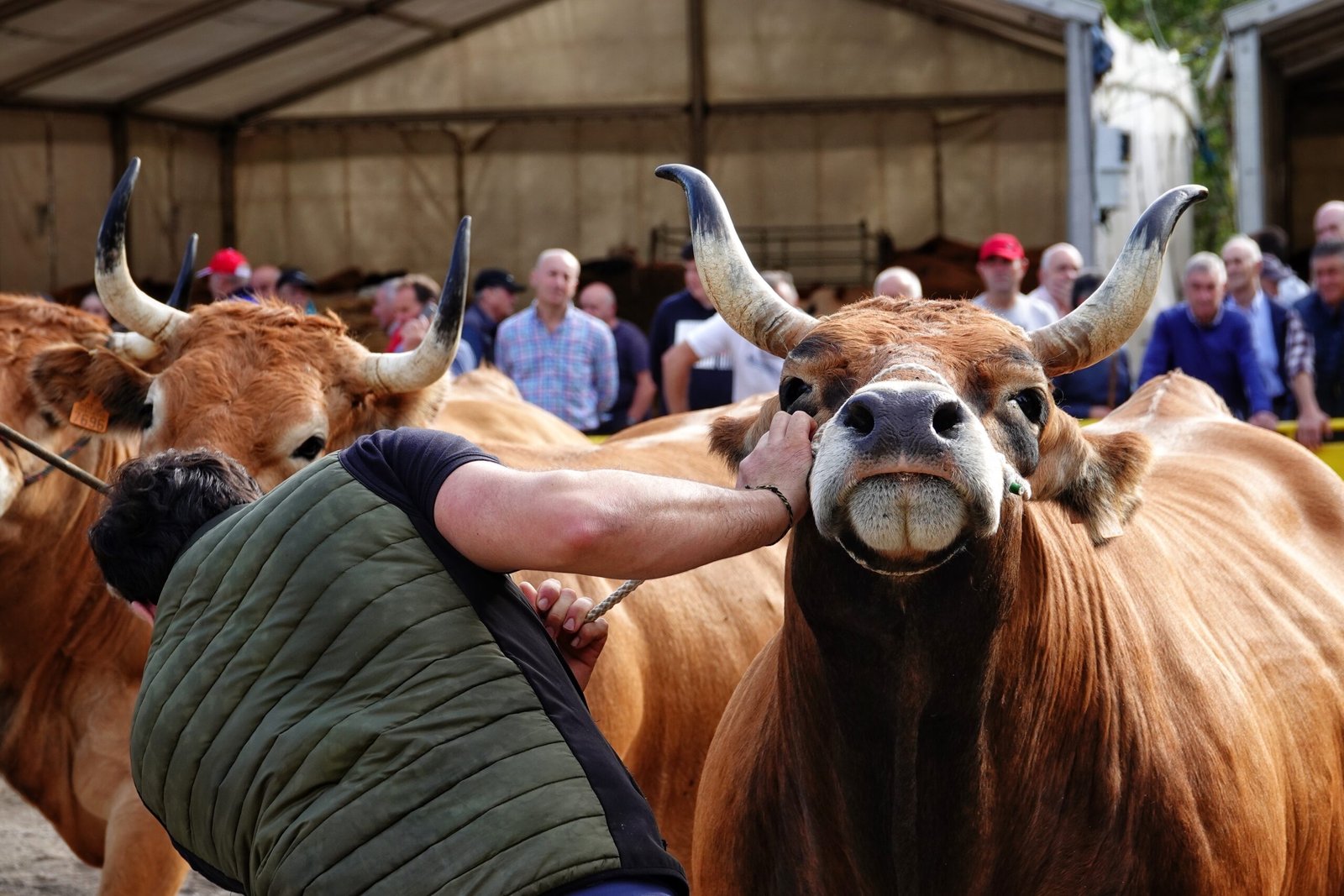 Vacas y cabras de premio en Piloña