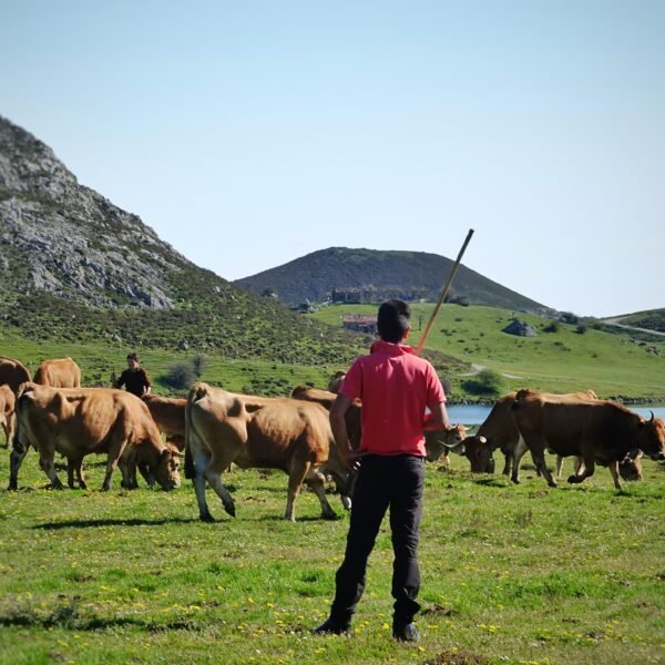 Día del coto: así regresa el ganado mayor a los Picos de Europa