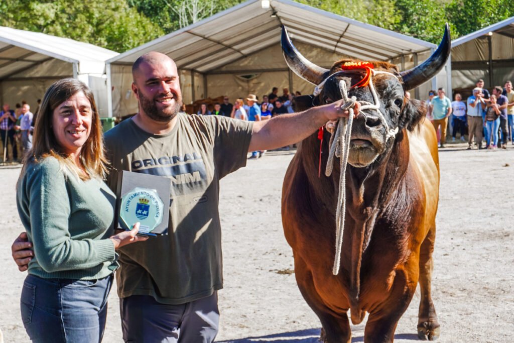 Las mejores reses exhiben su calidad en el 66 Concurso Ganadero de Piloña