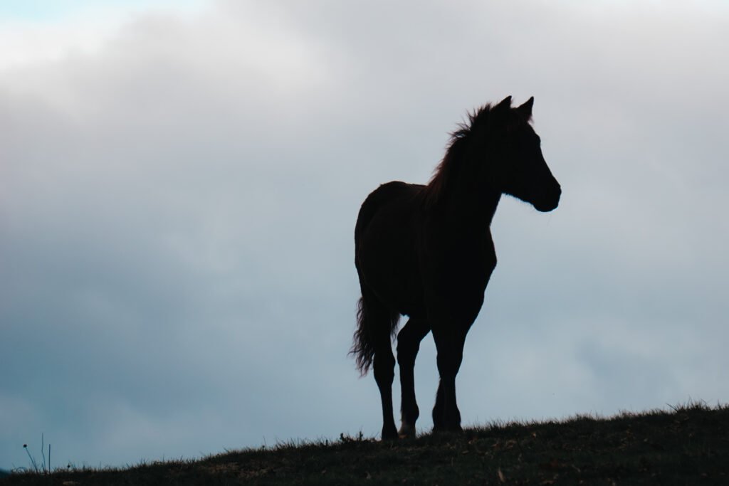 Conociendo al asturcón