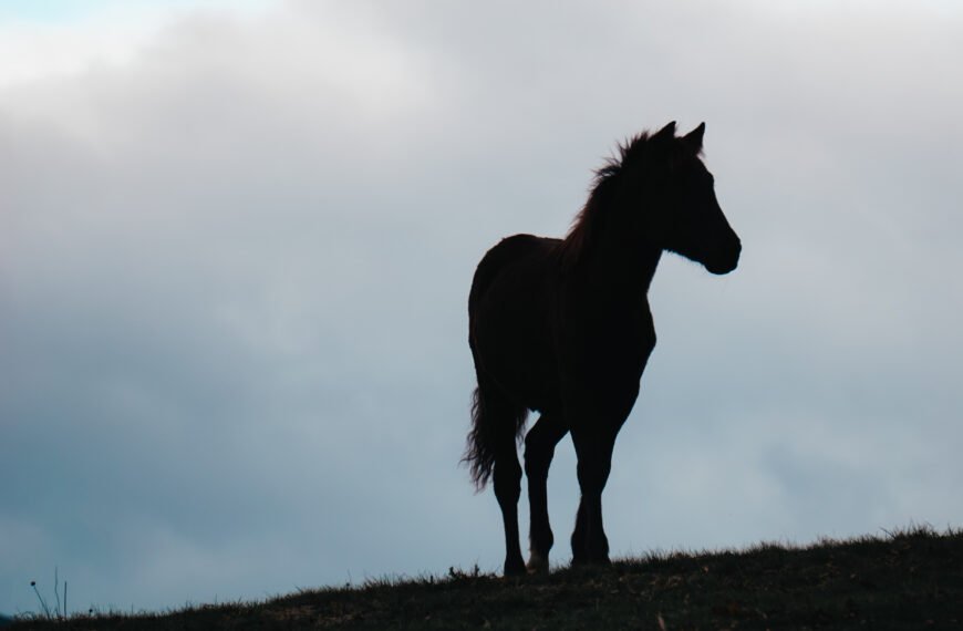 Conociendo al asturcón