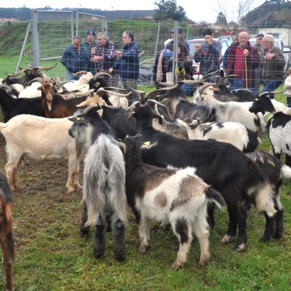 Cabras y ovejas por Santa Lucía en Posada de Llanes