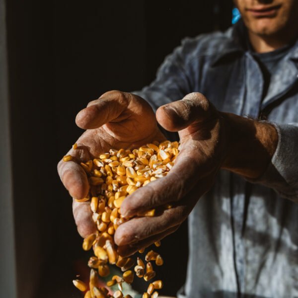 El arte de mirar a los productos de la tierra