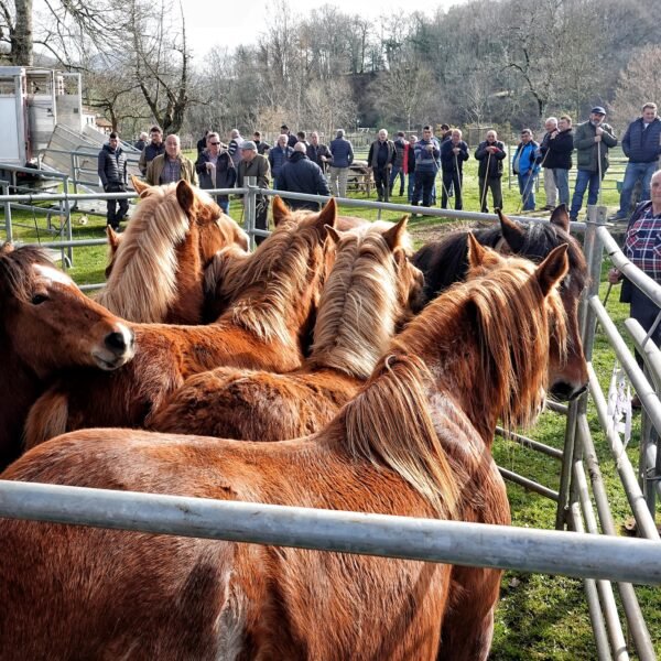 Sin vacas pero con ambiente: el público no falla a la Feria de Corao