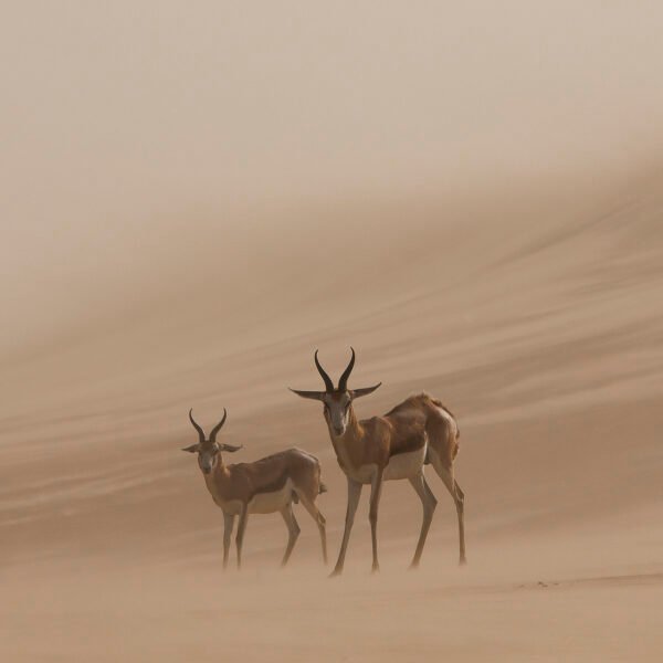 Donde la naturaleza se vuelve arte: el Memorial María Luisa premia las mejores fotos internacionales