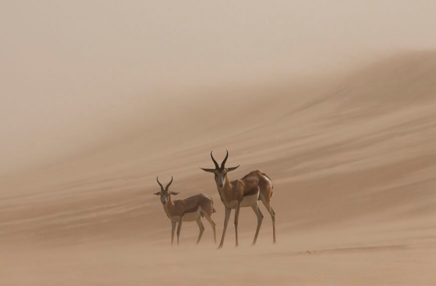 Donde la naturaleza se vuelve arte: el Memorial María Luisa premia las mejores fotos internacionales