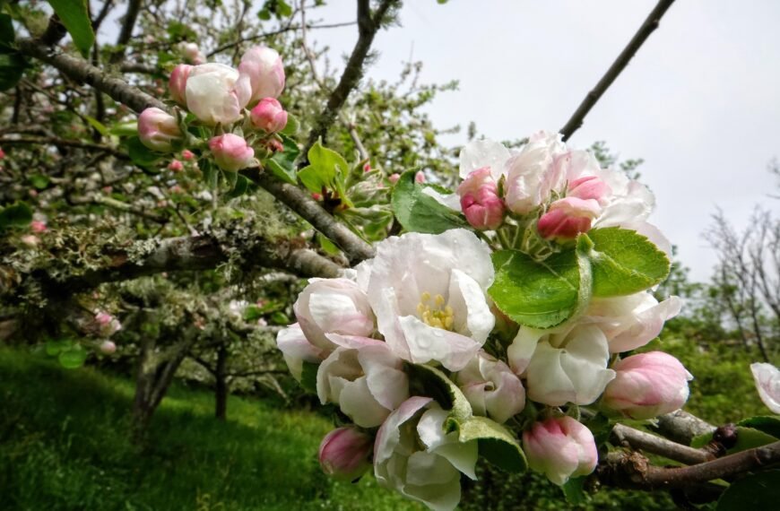 La flor de la sidra
