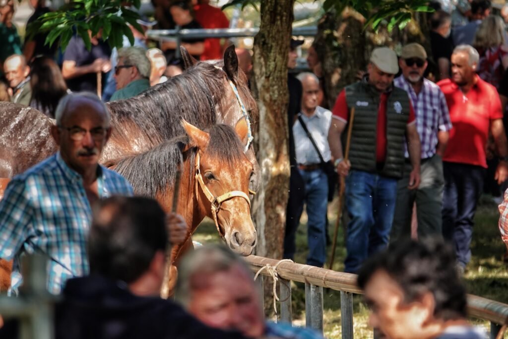 La Feriona de Corao resiste sin vacas y con protagonismo absoluto para los caballos
