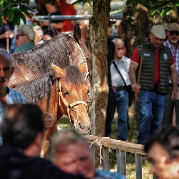 La Feriona de Corao resiste sin vacas y con protagonismo absoluto para los caballos