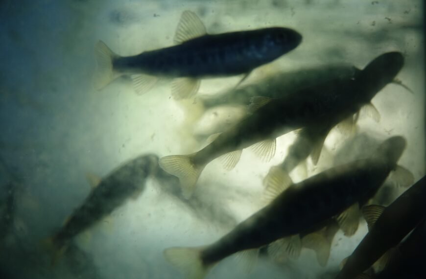 El salmón atlántico, la frustración de todos