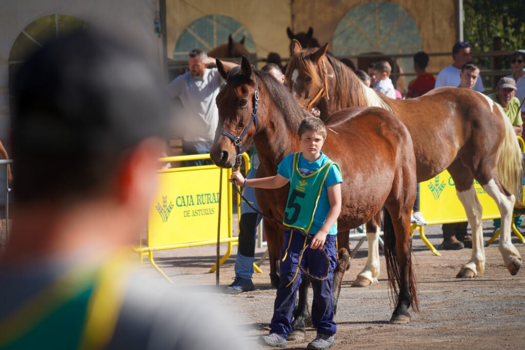 Razas autóctonas y caballos por Santa Teresa en Piloña