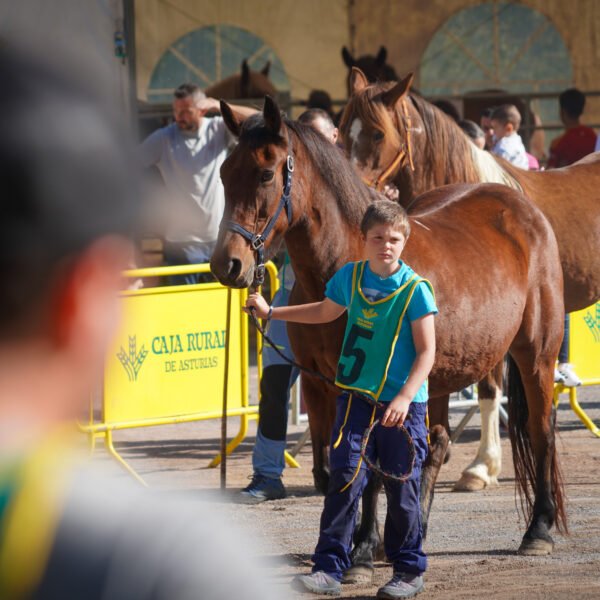 Razas autóctonas y caballos por Santa Teresa en Piloña