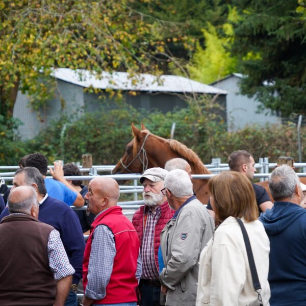 Los caballos y el mercado mantienen viva la Feria de Santa Teresa de Piloña