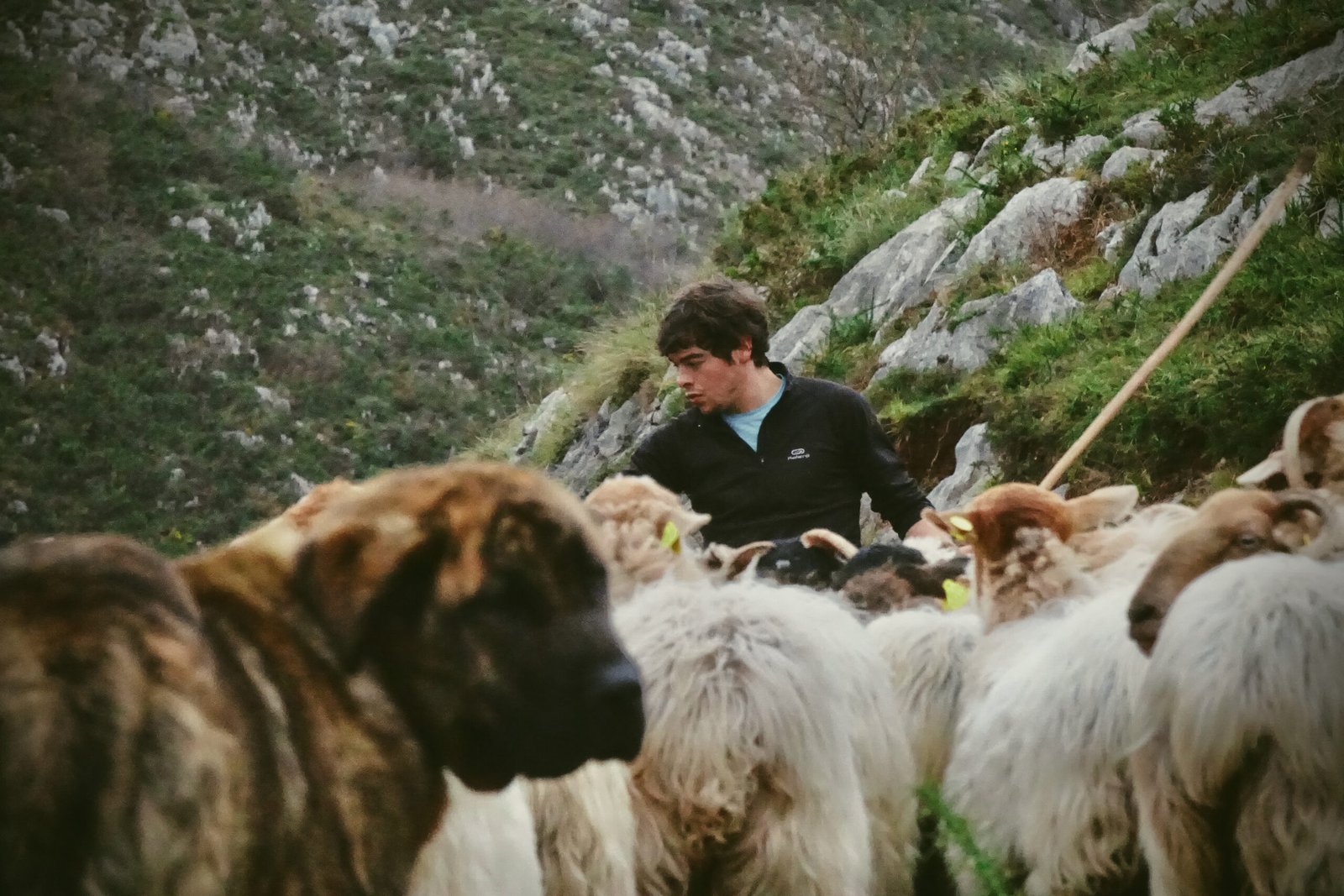 Joven pastor con cayado de madera entre un rebaño de ovejas y un perro pastor, en una ladera caliza de montaña