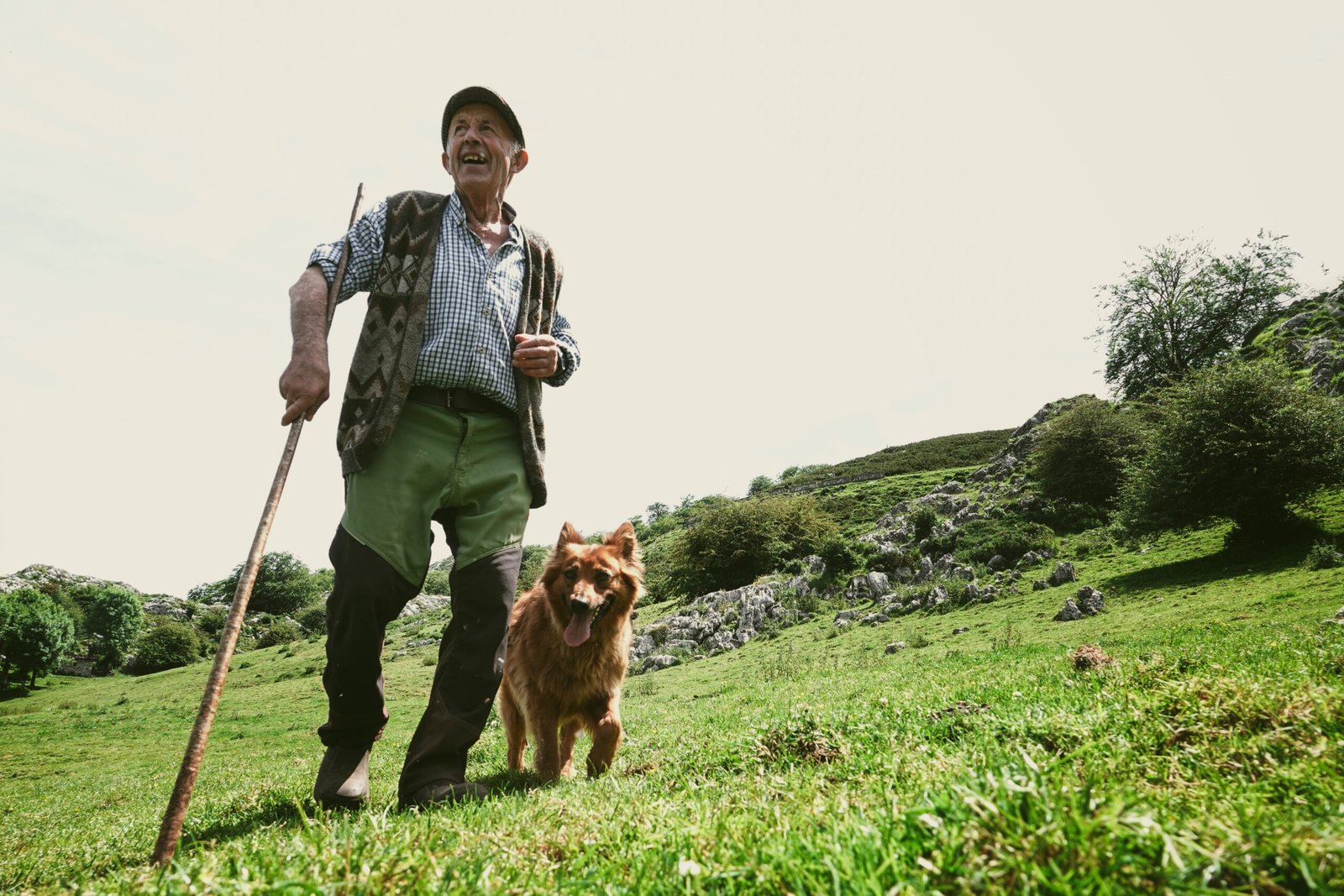Pastor mayor con bastón y su perro paseando por una pradera verde de montaña