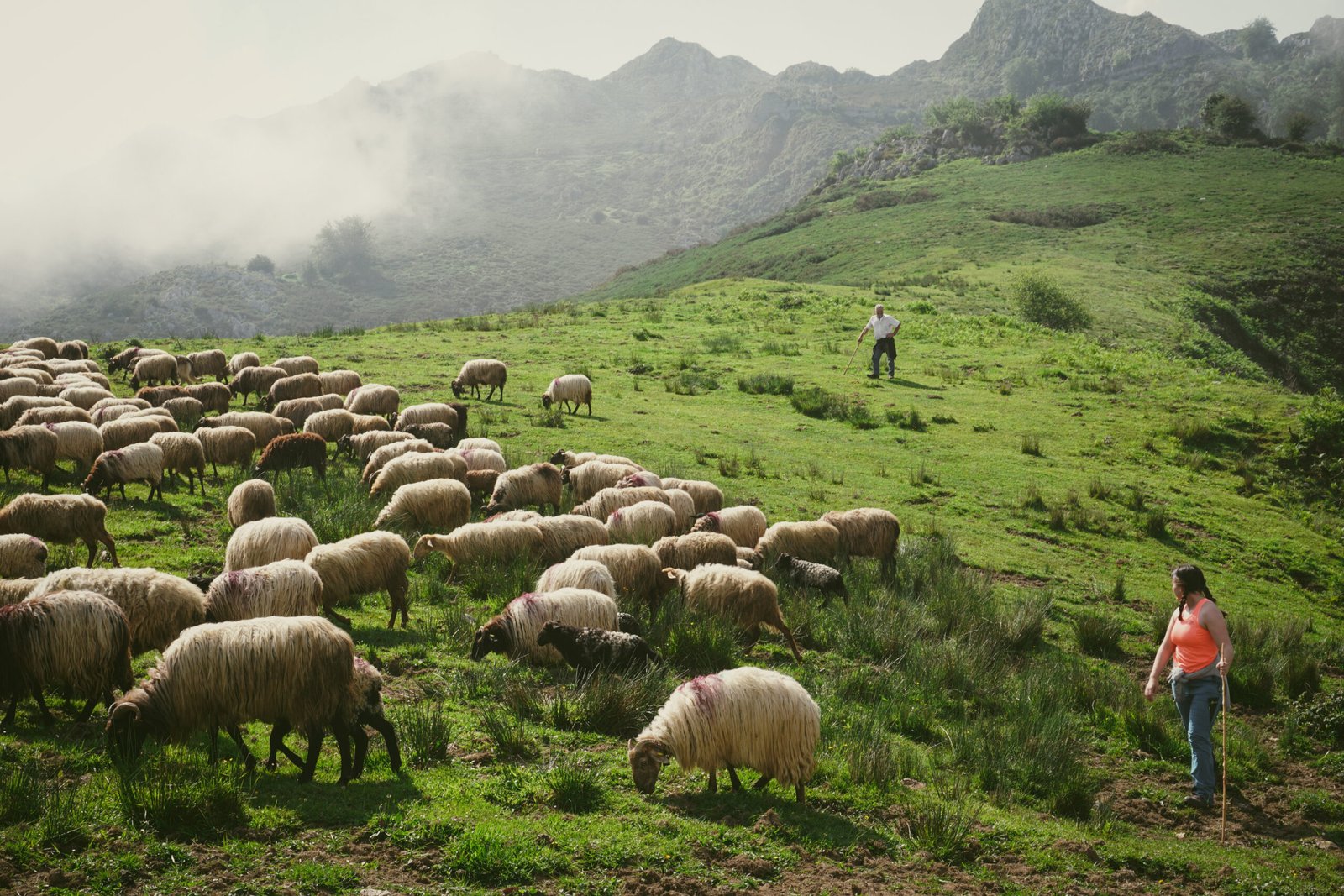 Rebaño de ovejas pastando en una ladera verde de los Picos de Europa, con un pastor de pie en lo alto y una mujer con camiseta naranja caminando en primer plano, bajo crestas cubiertas de niebla