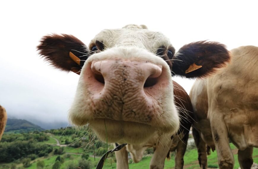 La vaca es nuestro tótem