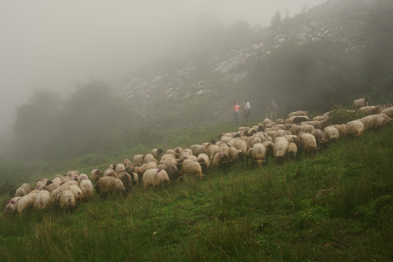 Rebaño de ovejas pastando en una empinada pradera verde de montaña entre la niebla, con tres personas de pie al fondo de la ladera